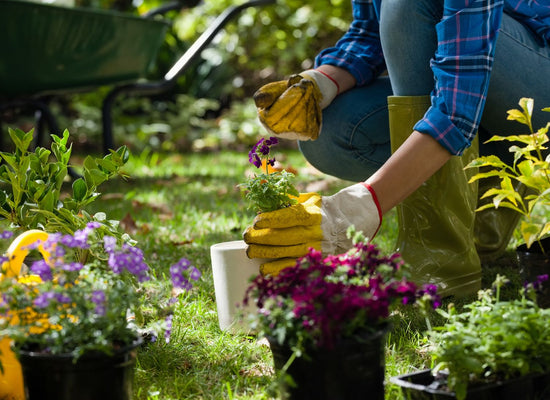 Summer Outdoor Plant Care- Watering & Pruning