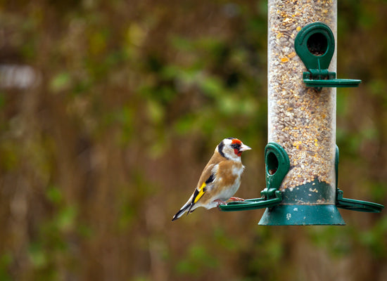 Bird Care in summer, feeding and watering