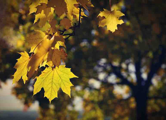 Get your garden ready for autumn