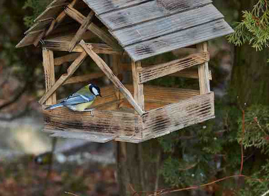 Which food scraps can you safely feed to garden birds?