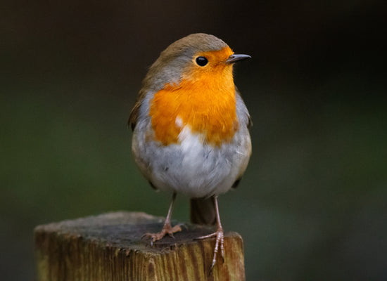 Big Garden Birdwatch!