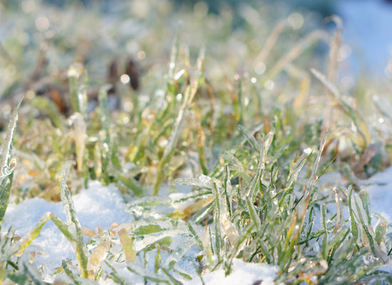 Getting your garden ready for winter