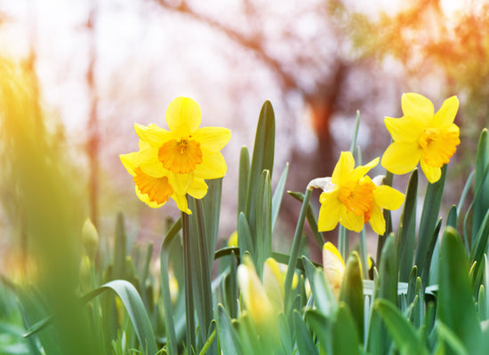 Preparing your garden for spring