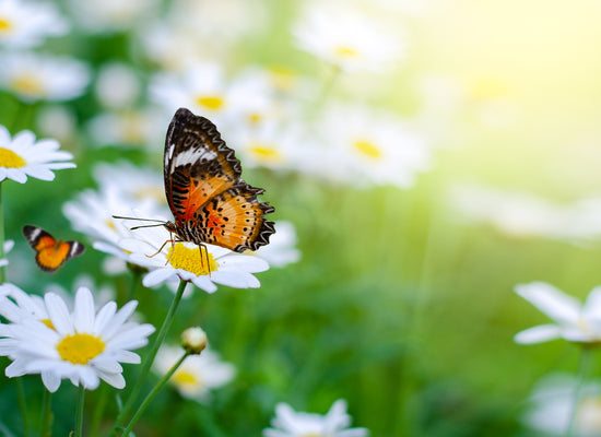 Creating a gorgeous summer garden is easy when you know how