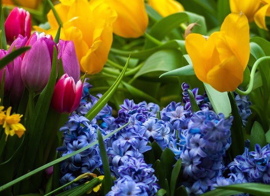 Planting In May For Late-Summer Colour