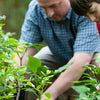 Compost