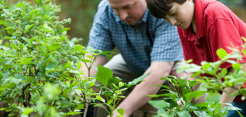 Compost