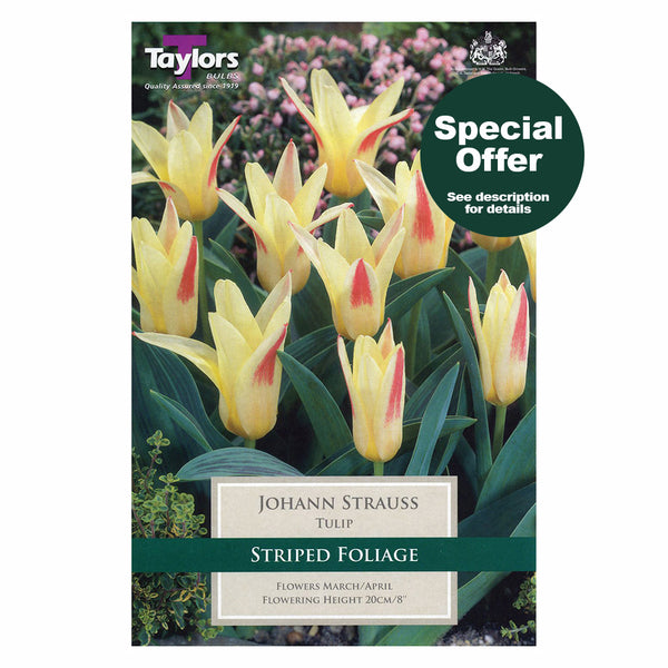 Taylors Bulbs - Tulip Johann Strauss x 7 Bulbs