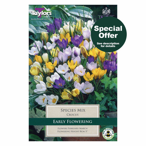 Taylors Bulbs - Crocus Species Mixed x 15 Bulbs