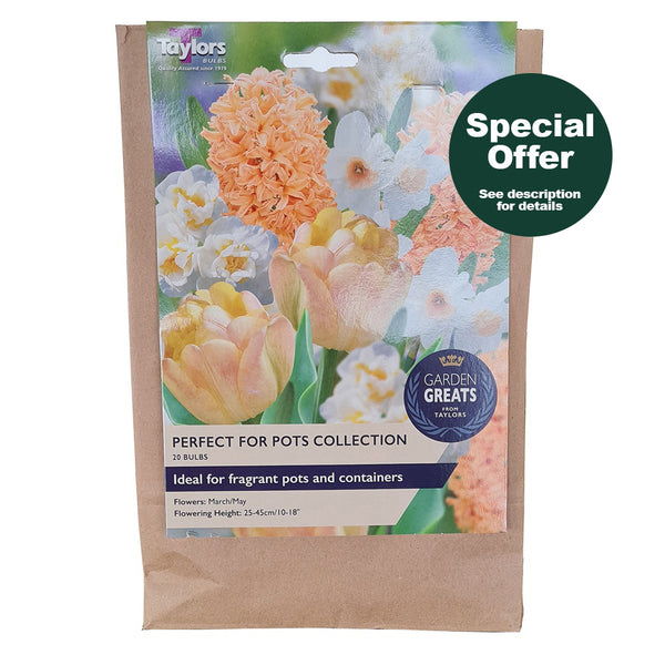 Taylors Bulbs - Perfect for Pots Collection - DeWaldens Garden Centre