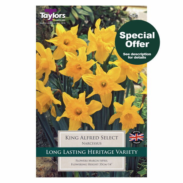 Taylors Bulbs - Narcissus King Alfred Select x 8 Bulbs - DeWaldens Garden Centre