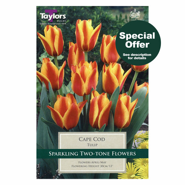 Taylors Bulbs - Tulip Cape Cod x 8 Bulbs