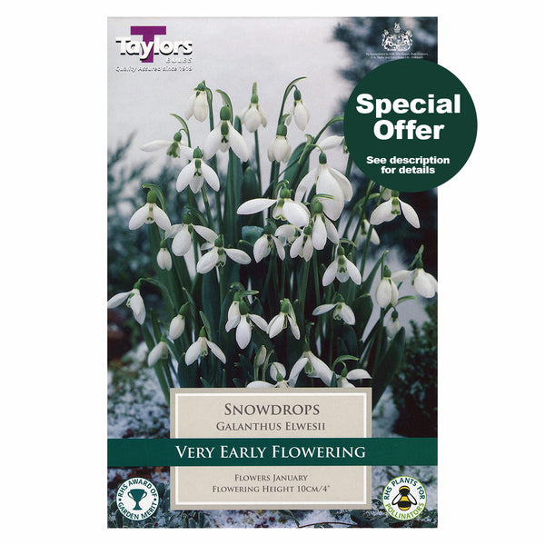 Taylors Bulbs - Galanthus Elwesii x 7 Bulbs