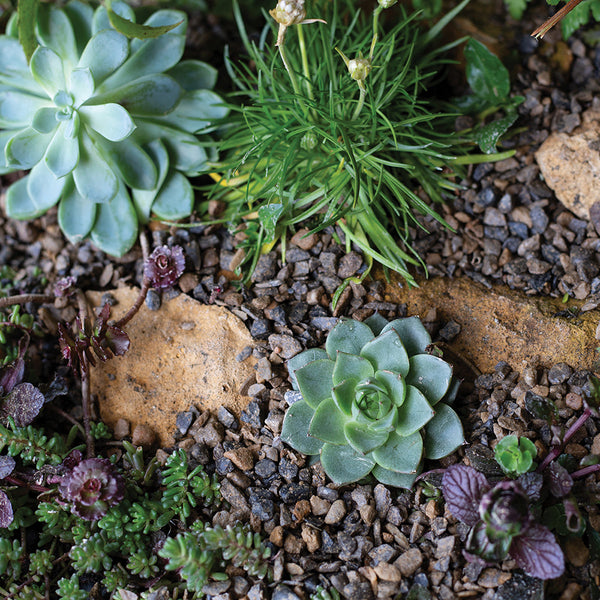 Kelkay Horticultural Alpine Grit Handy Pack - DeWaldens Garden Centre