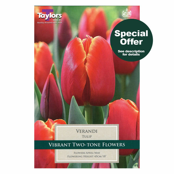 Taylors Bulbs - Tulip Verandi x 8 Bulbs
