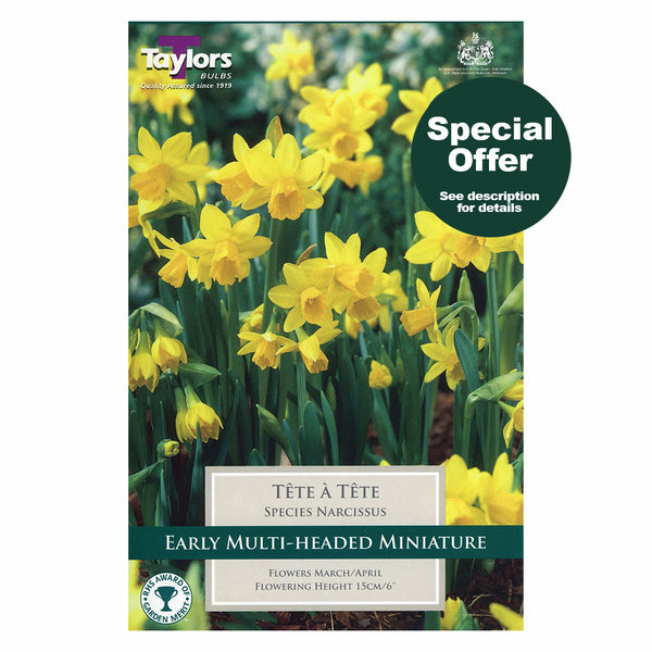 Taylors Bulbs - Narcissus Tete A Tete x 10 Bulbs