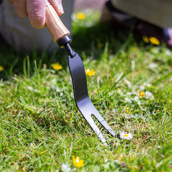 AMES Hand Daisy Grubber - Carbon Steel - DeWaldens Garden Centre