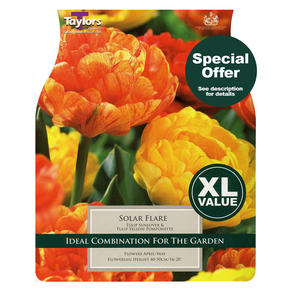 Taylors Bulbs - Tulip Solar Flare Combi x 20 Bulbs