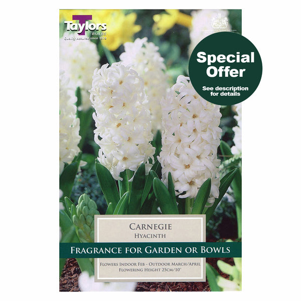 Taylors Bulbs - Hyacinth Carnegie x 6 Bulbs - DeWaldens Garden Centre
