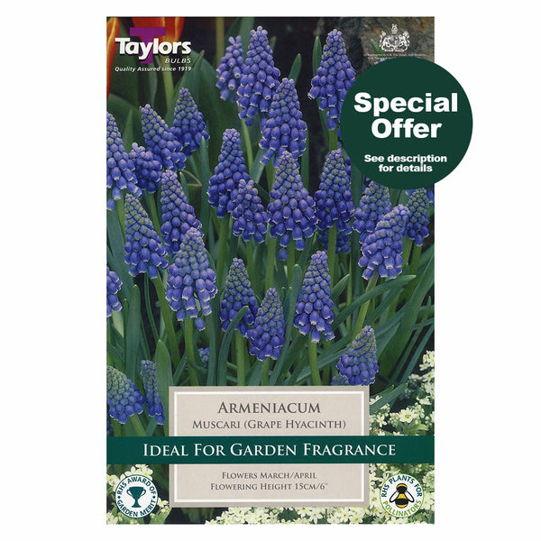 Taylors Bulbs - Muscari Armeniacum x 20 Bulbs