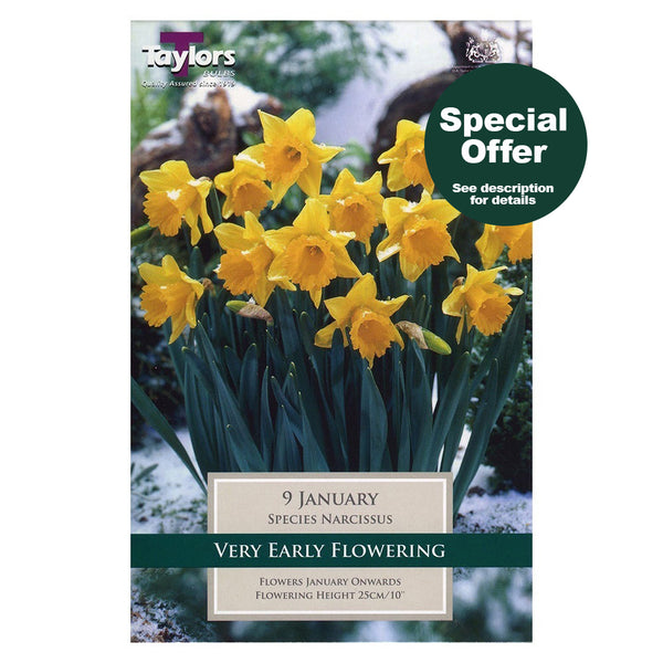 Taylors Bulbs - Narcissus January x 8 Bulbs