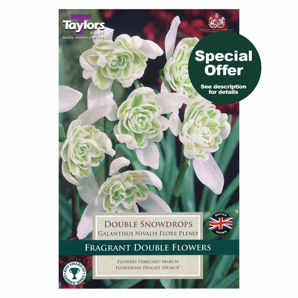 Taylors Bulbs - Galanthus Niv Flore Plena x 6 Bulbs