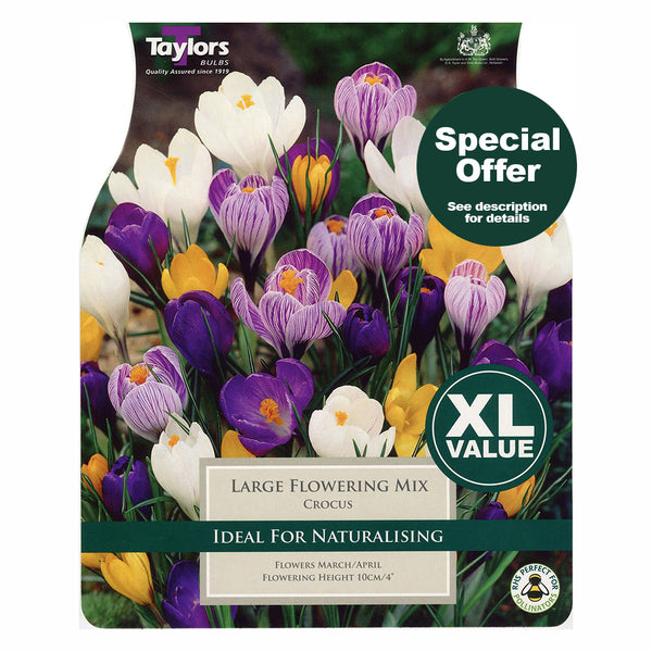 Taylors Bulbs - Crocus Large Flowering Mix x 20 Bulbs