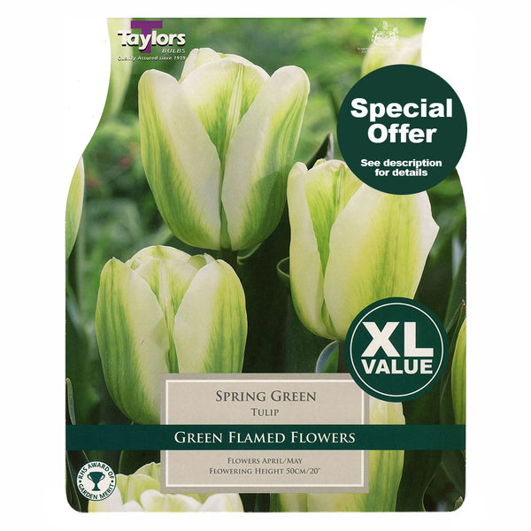 Taylors Bulbs - Tulip Spring Green x 15 Bulbs