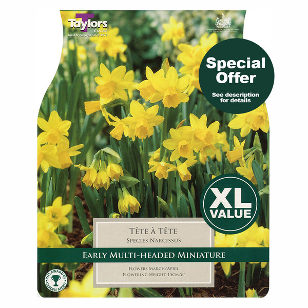 Taylors Bulbs - Narcissus Tete A Tete x 18 Bulbs