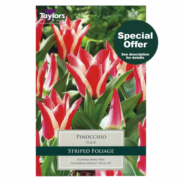 Taylors Bulbs - Tulip Pinocchio x 8 Bulbs - DeWaldens Garden Centre