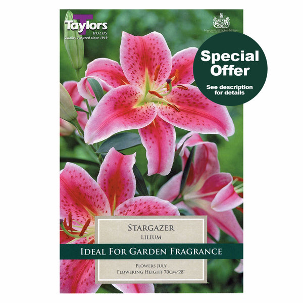 Taylors Bulbs - Lily Stargazer x 2 Bulbs