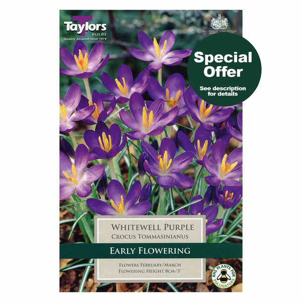 Taylors Bulbs - Crocus Whitewell Purple x 15 Bulbs