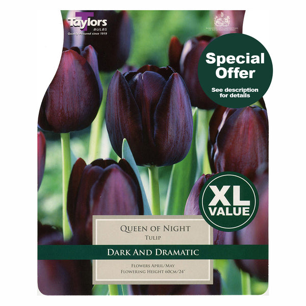 Taylors Bulbs - Tulip Queen of Night x 20 Bulbs - DeWaldens Garden Centre