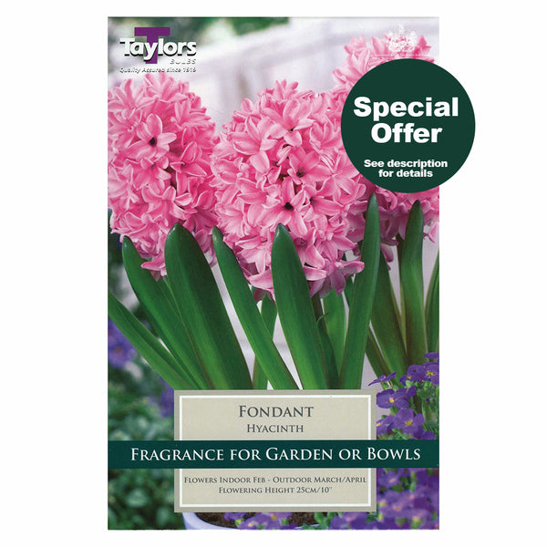 Taylors Bulbs - Hyacinth Fondant x 5 Bulbs