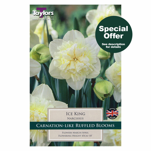 Taylors Bulbs - Narcissus Ice King  x 5 Bulbs