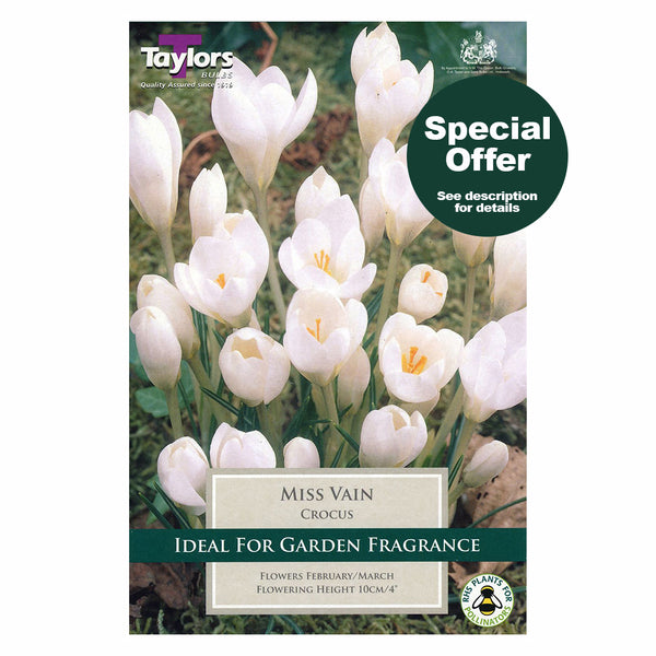 Taylors Bulbs - Crocus Miss Vain x 10 Bulbs