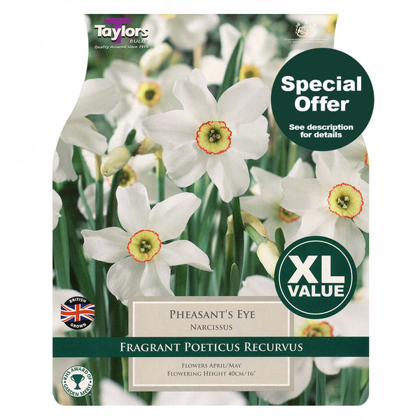 Taylors Bulbs - Narcissus Pheasant's Eye x 12 Bulbs - DeWaldens Garden Centre