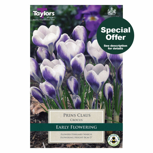Taylors Bulbs - Crocus Prins Claus x 10 Bulbs - DeWaldens Garden Centre