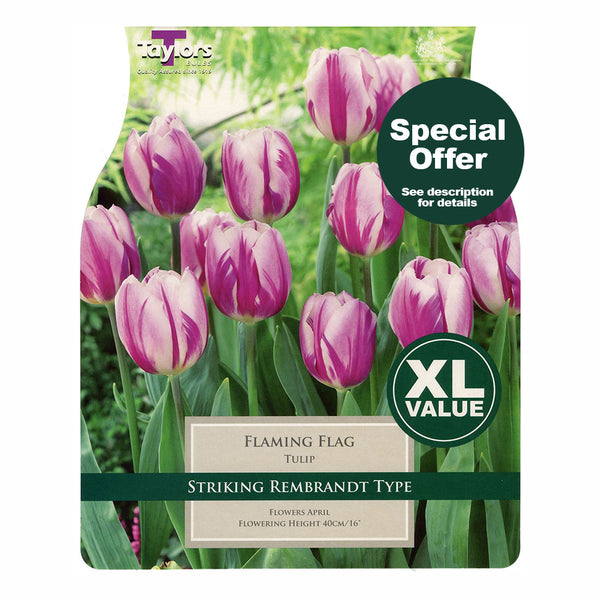 Taylors Bulbs - Tulip Flaming Flag x 20 Bulbs