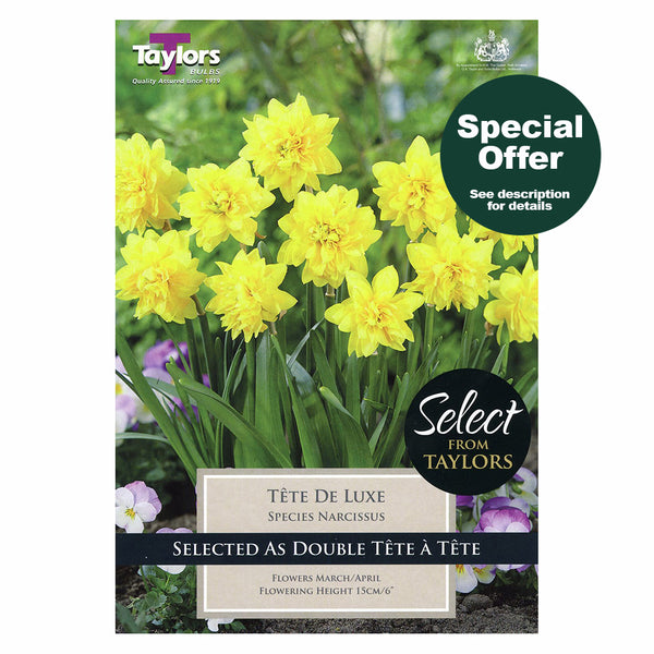Taylors Bulbs - Narcissus Tete De Luxe x 12 Bulbs