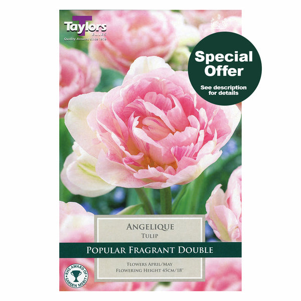 Taylors Bulbs - Tulip Angelique x 15 Bulbs - DeWaldens Garden Centre