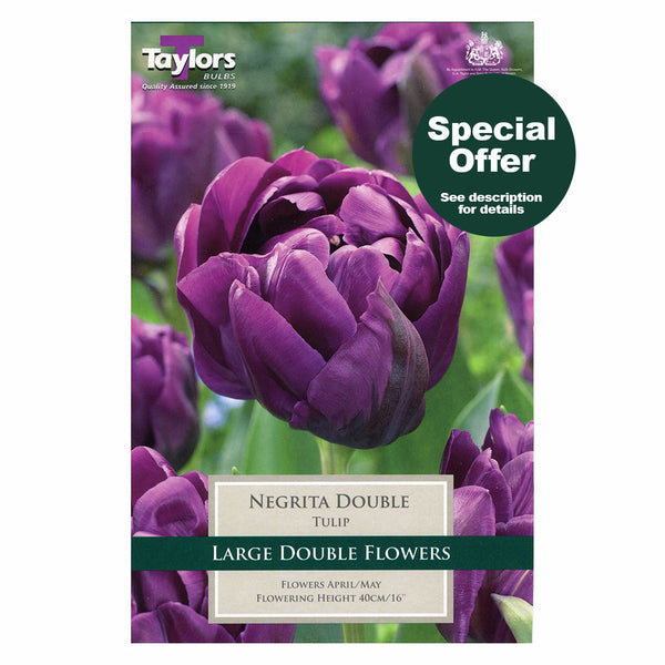 Taylors Bulbs - Tulip Negrita Double x 7 Bulbs