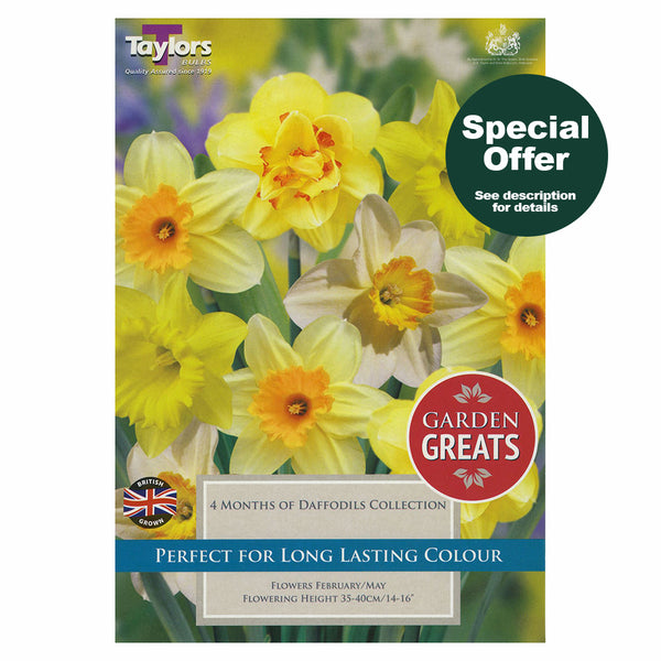 Taylors Bulbs - 4 Months of Daffodils Collection x 20 Bulbs - DeWaldens Garden Centre
