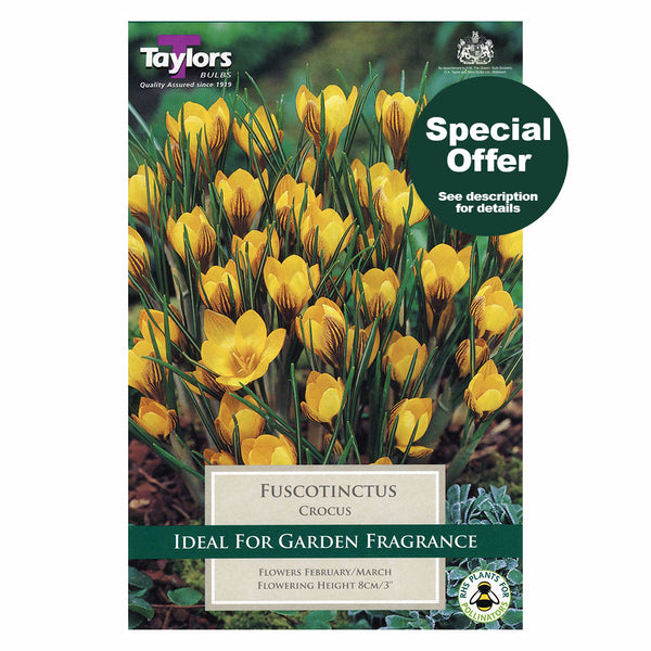 Taylors Bulbs - Crocus Fuscotinctus x 12 Bulbs