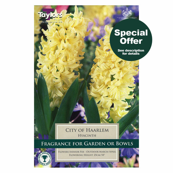 Taylors Bulbs - Hyacinth City of Haarlem x 4 Bulbs