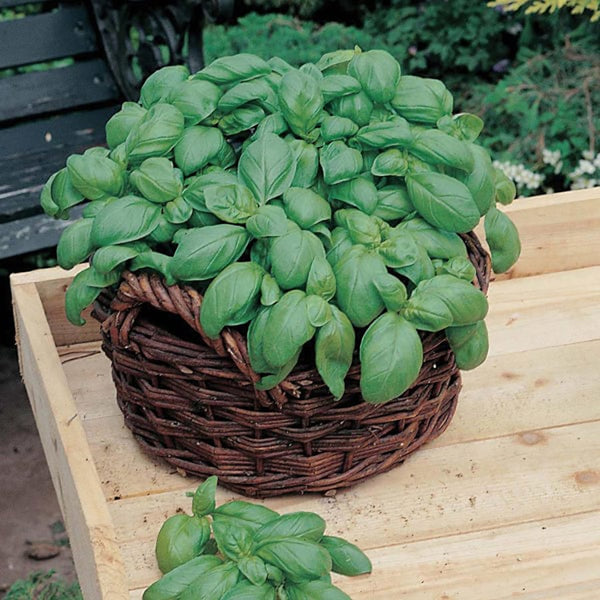 Fothergill's Basil Sweet Seeds - DeWaldens Garden Centre