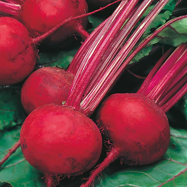 Fothergill's Beetroot Boltardy Seeds - DeWaldens Garden Centre