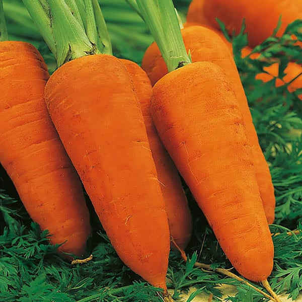 Fothergill's Carrot Chantenay Red Cored 2 Seeds - DeWaldens Garden Centre