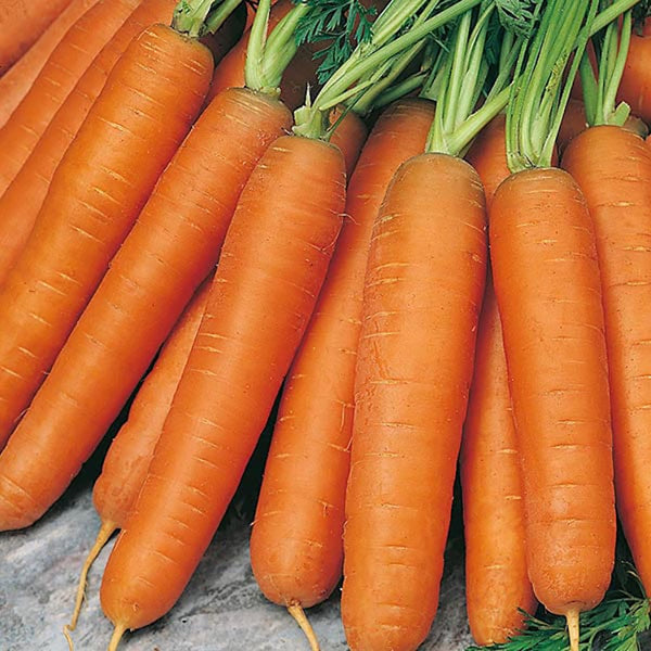 Fothergill's Carrot Nantes 5 Seeds - DeWaldens Garden Centre