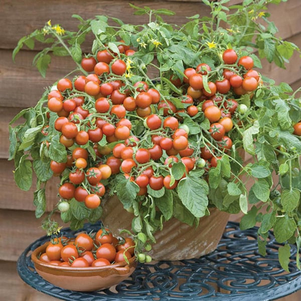 Fothergill's Tomato Cherry Falls Seeds - DeWaldens Garden Centre